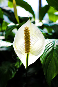 白 绿叶本底的热带植物背景图片
