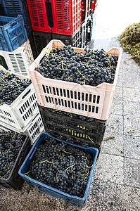 带红葡萄的天花板红色酒厂食物葡萄园藤蔓季节农业绿色蓝色水果图片