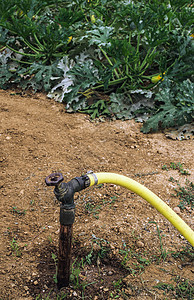 祖奇尼种植园乡村农业植物花园管道生长食物园艺洒水器绿色图片