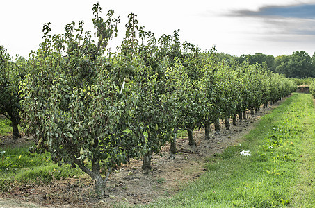 果园里的梨子绿色收成乡村树木植物季节园艺农场农业花园图片