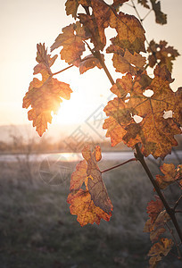 秋藤叶 日出和黄醋叶藤蔓酒厂葡萄园收成季节树叶农业棕色植物纳帕图片