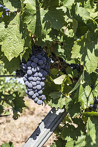 红葡萄酒水果农业栽培藤蔓植物酒厂生长紫色收成红色背景图片