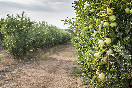 果园里的苹果树乡村季节背光植物绿色园艺收成花园水果农业图片