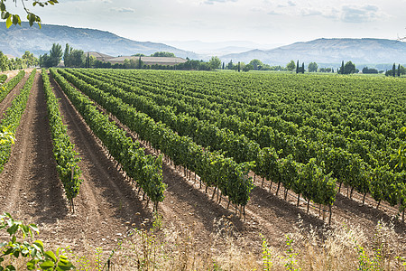 葡萄园和酿酒厂酒厂农业场地日落藤蔓风景收成绿色乡村国家图片