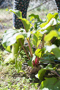 在花园里收获甜菜园艺食物农民绿色紫色农业叶子植物蔬菜红色图片