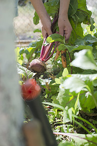 在花园中收获胡萝卜和甜菜根园艺红色叶子饮食萝卜农业紫色蔬菜食物收成图片