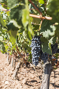 红葡萄酒紫色红色栽培食物蓝色植物葡萄园酒厂收成场地图片