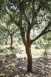 树树干树皮橡木树木森林蓝色国家植物绿色乡村图片