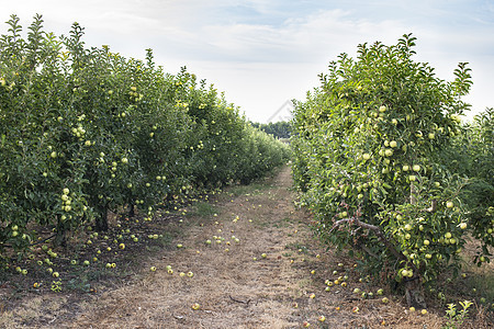 果园里的苹果树生长背光乡村绿色食物农业农场季节树木水果图片