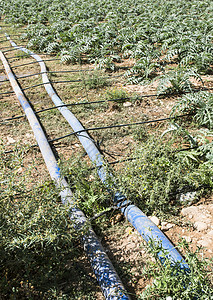 农业供水管农水管植物工业农场流动灌溉管子农田软管绿色环境图片