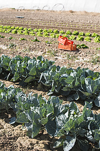 果菜种植园叶子培育生长农业乡村植物绿色花园食物土地图片