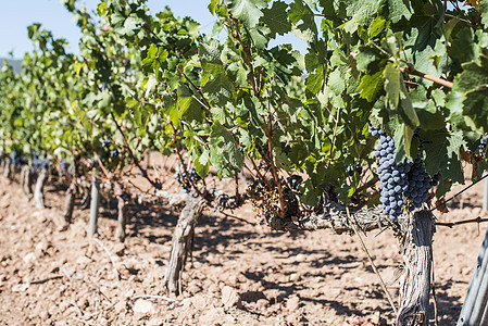 红葡萄酒水果蓝色酒厂收成紫色生长葡萄园乡村藤蔓叶子背景图片