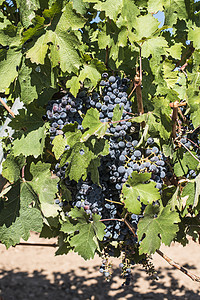 红葡萄酒水果葡萄园栽培酒厂蓝色食物乡村农业场地藤蔓背景图片