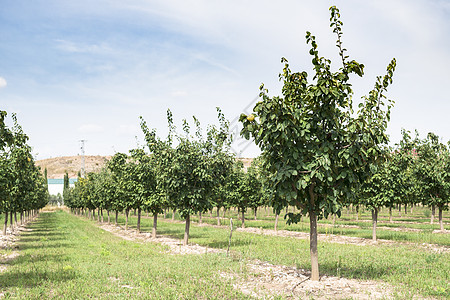 昆采果园季节农业生产树木黄色生长饮食绿色食物农场图片