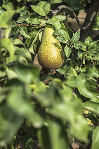 果园中的梨农业水果树木生长花园植物季节食物绿色叶子图片