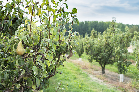 果园里的梨子植物食物收成季节农业水果园艺乡村生长绿色图片