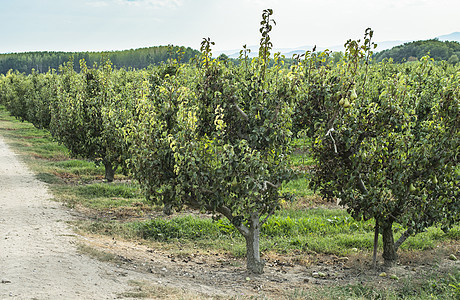 果园中的梨收成农场乡村花园食物绿色树木叶子生长季节图片
