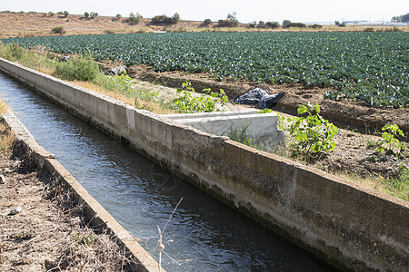 蔬菜灌溉乡村运河场地绿色植物农业技术叶子花园沙拉图片