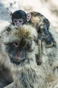 婴儿猴子孩子野生动物生物丛林荒野女性母亲灵长类动物园家庭图片