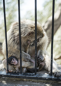 婴儿猴子松鼠动物孩子丛林野生动物妈妈女性母亲家庭猕猴图片
