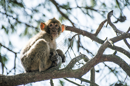 婴儿猴子动物野生动物灵长类家庭动物园女性丛林松鼠生物猕猴图片
