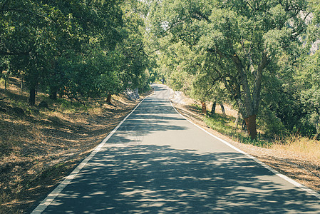 森林中的科树和道路橡木白色材料树木旅行蓝色森林树干乡村风景图片