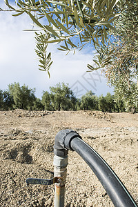 橄榄树和灌溉农村天空土地农业农场喷涂种植园绿色龙头场地背景图片
