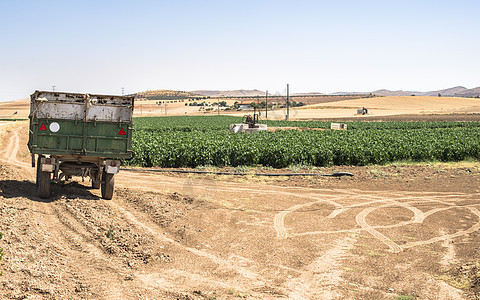 实地拖拉机拖拉机的拖车场地蓝色乡村农村红色机器食物国家农业草地图片