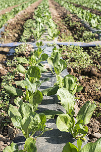 以行方式生成发件字段蔬菜乡村沙拉植物食物农田叶子绿色土地收成图片