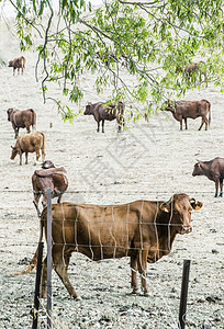 奶牛农场农业田园棕色爬坡哺乳动物场地动物村庄栅栏农田图片