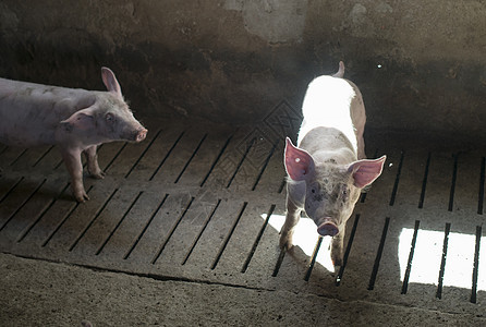 农场上的猪鼻子仔猪小猪婴儿家畜猪肉哺乳动物粉色农业动物背景图片