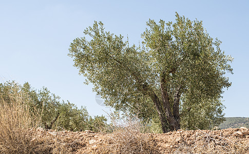 橄榄树花园树干栽培天空树叶树林绿色文化农村树木图片