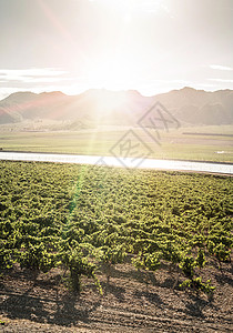 养殖场和灌溉运河太阳乡村农业生长土壤绿色树叶射线标签运河图片