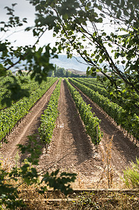 葡萄园和酿酒厂农村绿色日落国家酒厂藤蔓收成风景场地农业图片