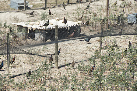 农民农场荒野动物雉鸡动物群农业男性尾巴乡村秋水仙图片