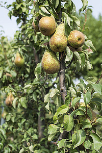 果园中的梨乡村植物花园园艺生长农业季节农场收成食物图片