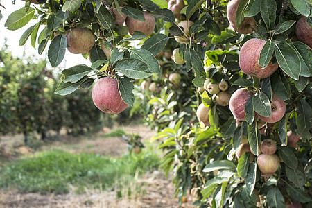 果园里的苹果树叶子水果树木收成农业红色花园农场植物园艺图片