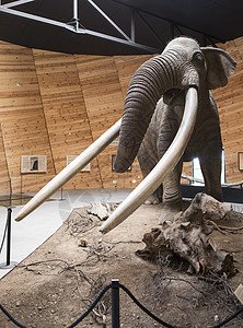 马斯托登模型树干博物馆古生物学长毛化石野生动物动物哺乳动物荒野灭绝图片