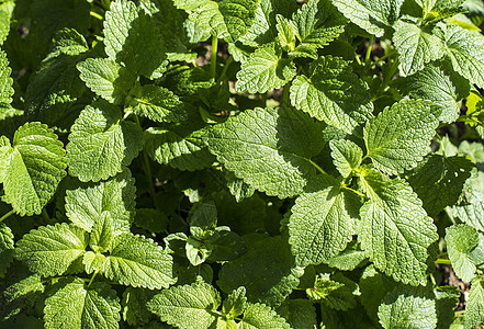 梅丽莎在花园里薄荷芳香香气药品植物草本香味香脂草药植物群图片