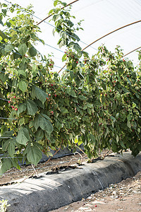 草莓种植园季节水果园艺浆果团体绿色红色种植园植物食物图片