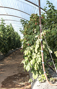 草莓种植园花园衬套园艺植物活力种植园季节团体食物水果图片