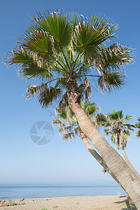 海滩上的棕榈树植物海洋旅行晴天假期椰子绿色树木热带天空图片