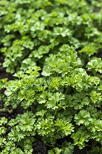 Parsley在家庭花园里农业园艺芳香食物植物草本草本植物生长叶子蔬菜图片