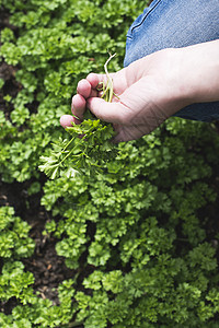 Parsley在家庭花园里草本植物蔬菜食物生长草本芳香叶子植物绿色园艺图片