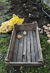 播种马铃薯地面生长植物蔬菜生产种子农场栽培农业幼苗图片