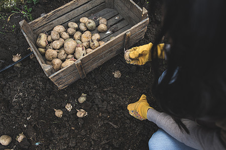 播种马铃薯农业生长农场植物幼苗种子地球食物发芽园艺图片