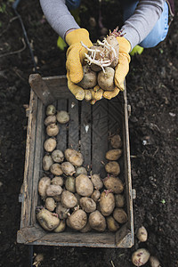 播种马铃薯农场土壤蔬菜花园生产生长园艺幼苗地球栽培图片