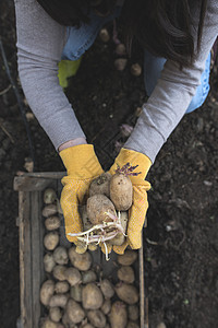播种马铃薯蔬菜园艺女士种子发芽幼苗食物农业生产土壤图片