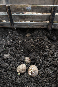 播种马铃薯园艺地球地面生产蔬菜生长农业栽培幼苗种子图片