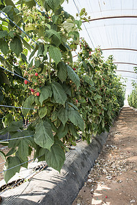 温室草莓花园食物季节水果生长农业红色植物叶子浆果图片